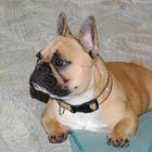 Französische Bulldogge Lissy