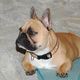 Franzsische Bulldogge Lissy