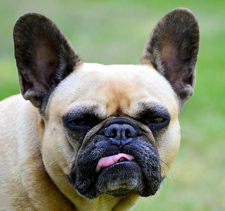 Französische Bulldogge Lucy