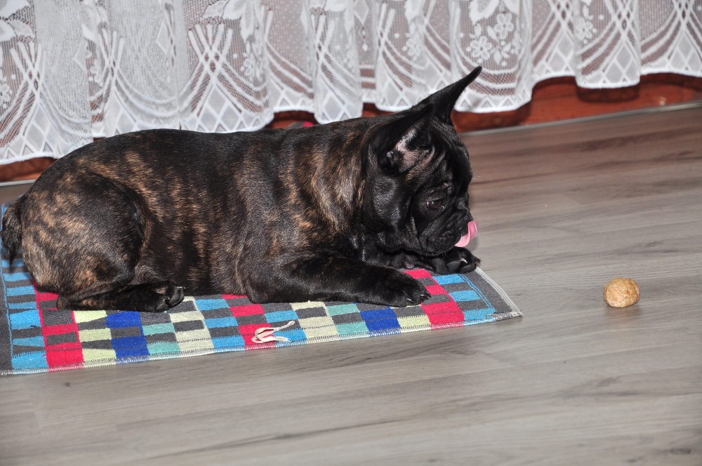 Französische Bulldogge mit Leckerli