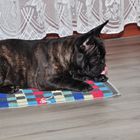 Französische Bulldogge mit Leckerli