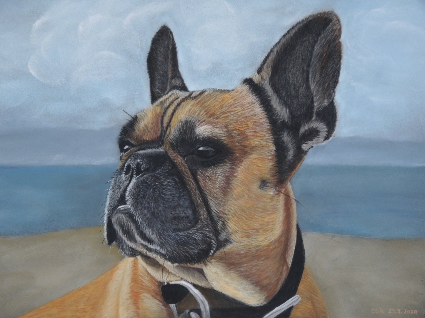 Französische Bulldogge - mit Pastellkreidestiften gemalt