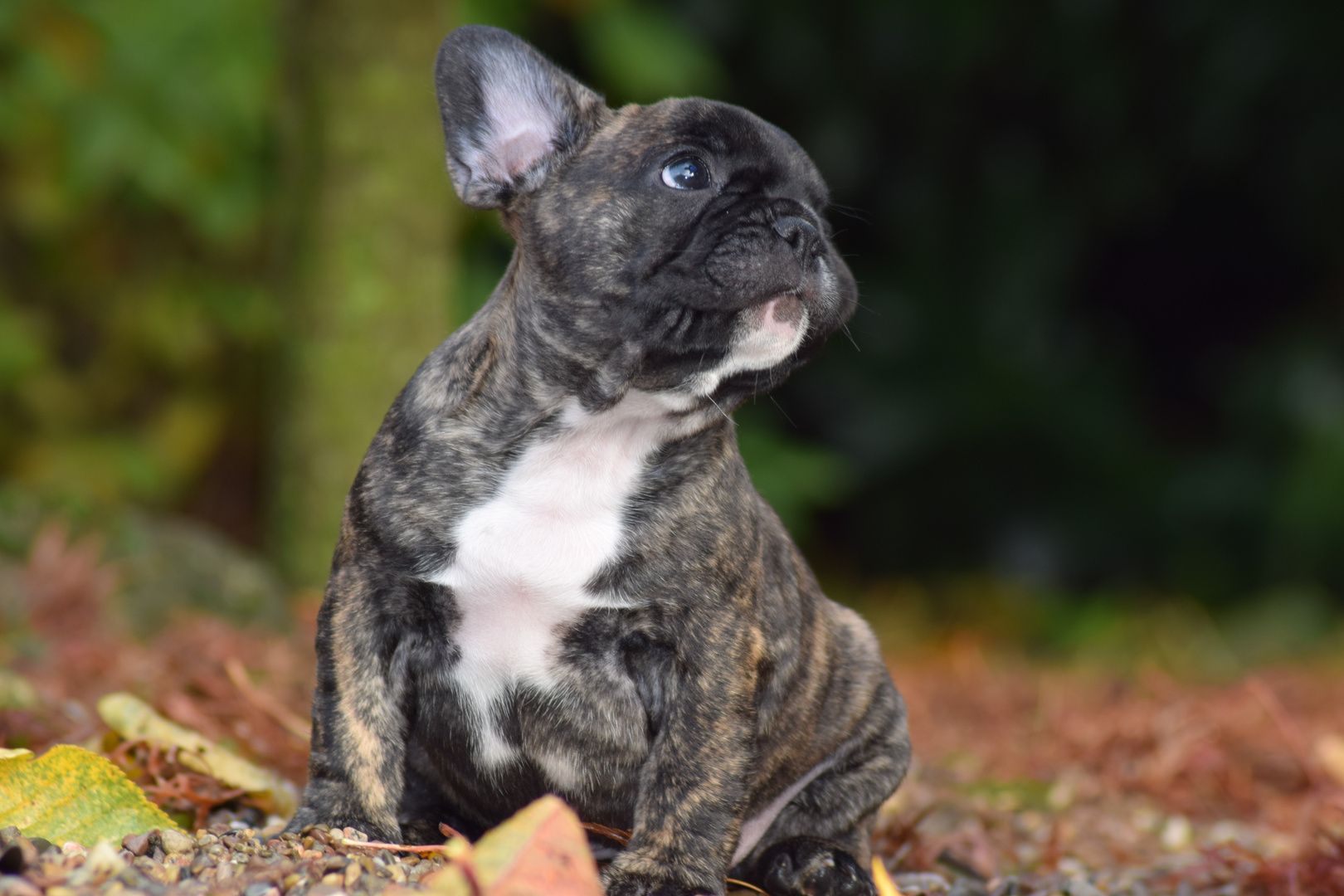 Französische Bulldogge Newton Welpe Foto & Bild tiere, haustiere, hunde Bilder auf