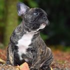 Französische Bulldogge Newton Welpe