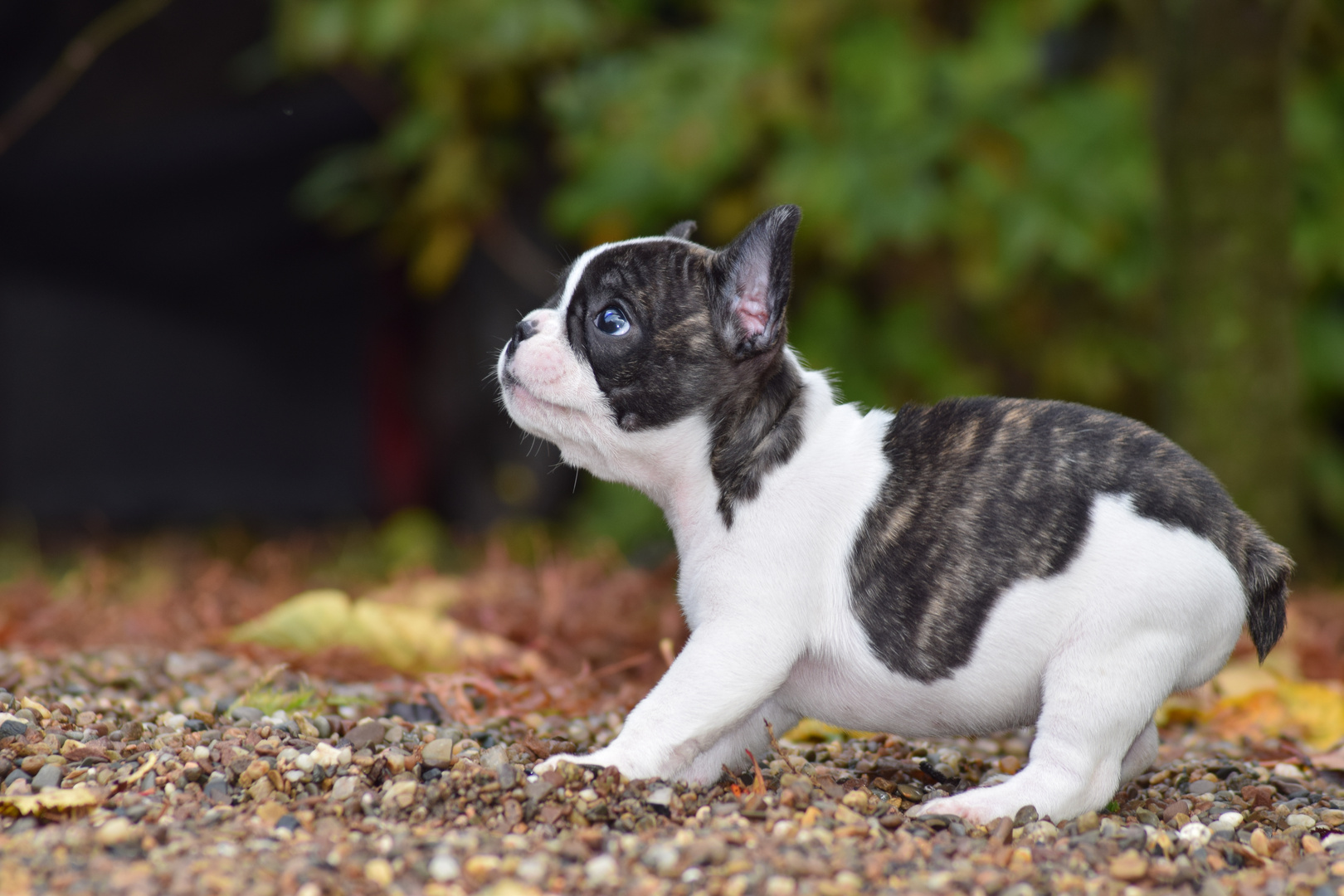 Französische Bulldogge Neyla 