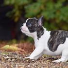 Französische Bulldogge Neyla 