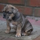 Französische Bulldogge Oregami