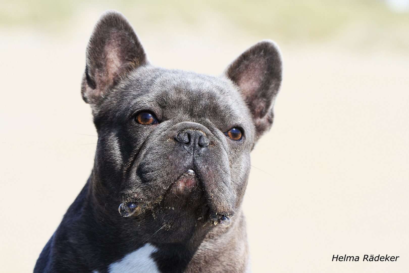 Französische Bulldogge Orlando