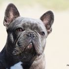 Französische Bulldogge Orlando