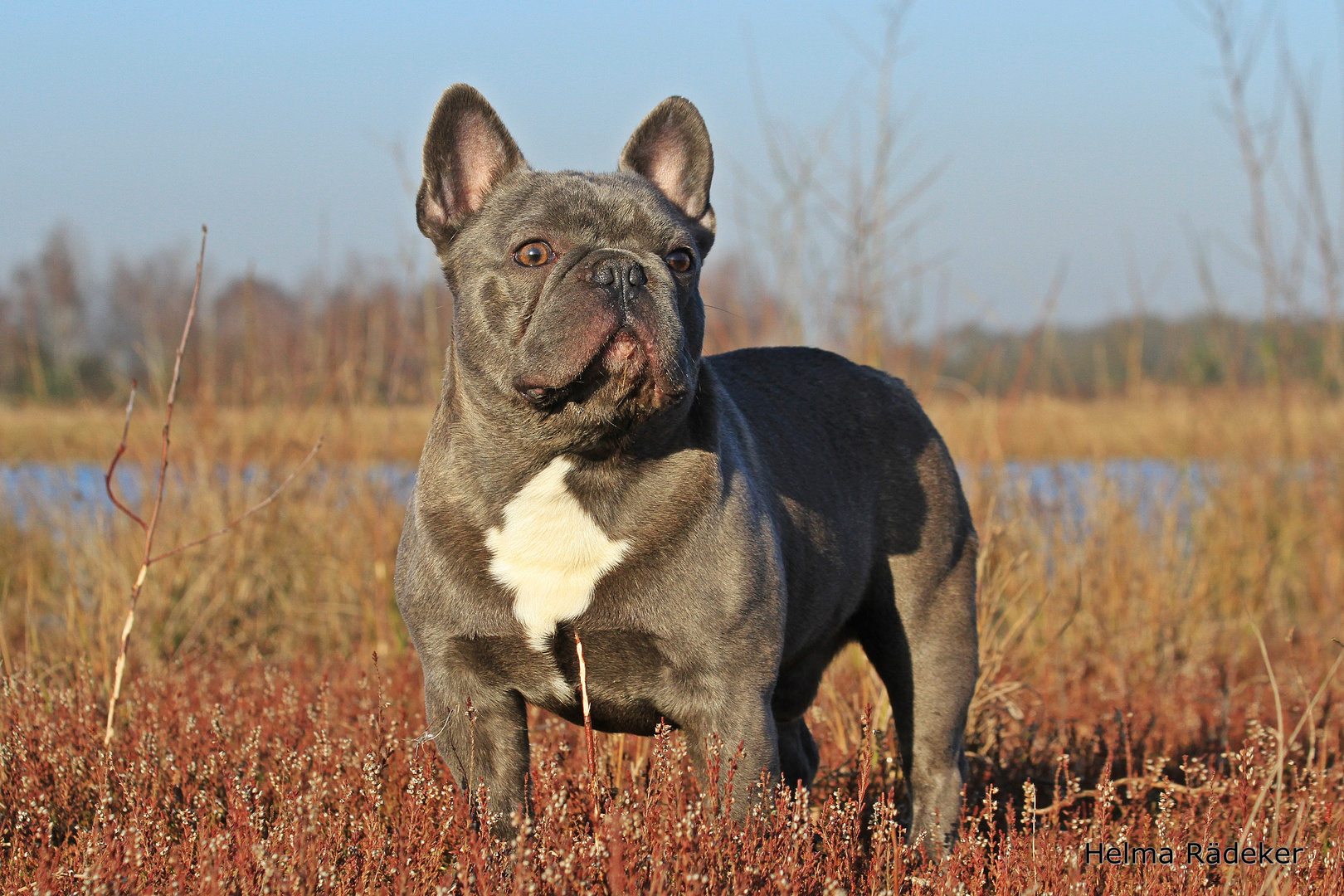 Französische Bulldogge Orlando