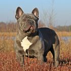 Französische Bulldogge Orlando