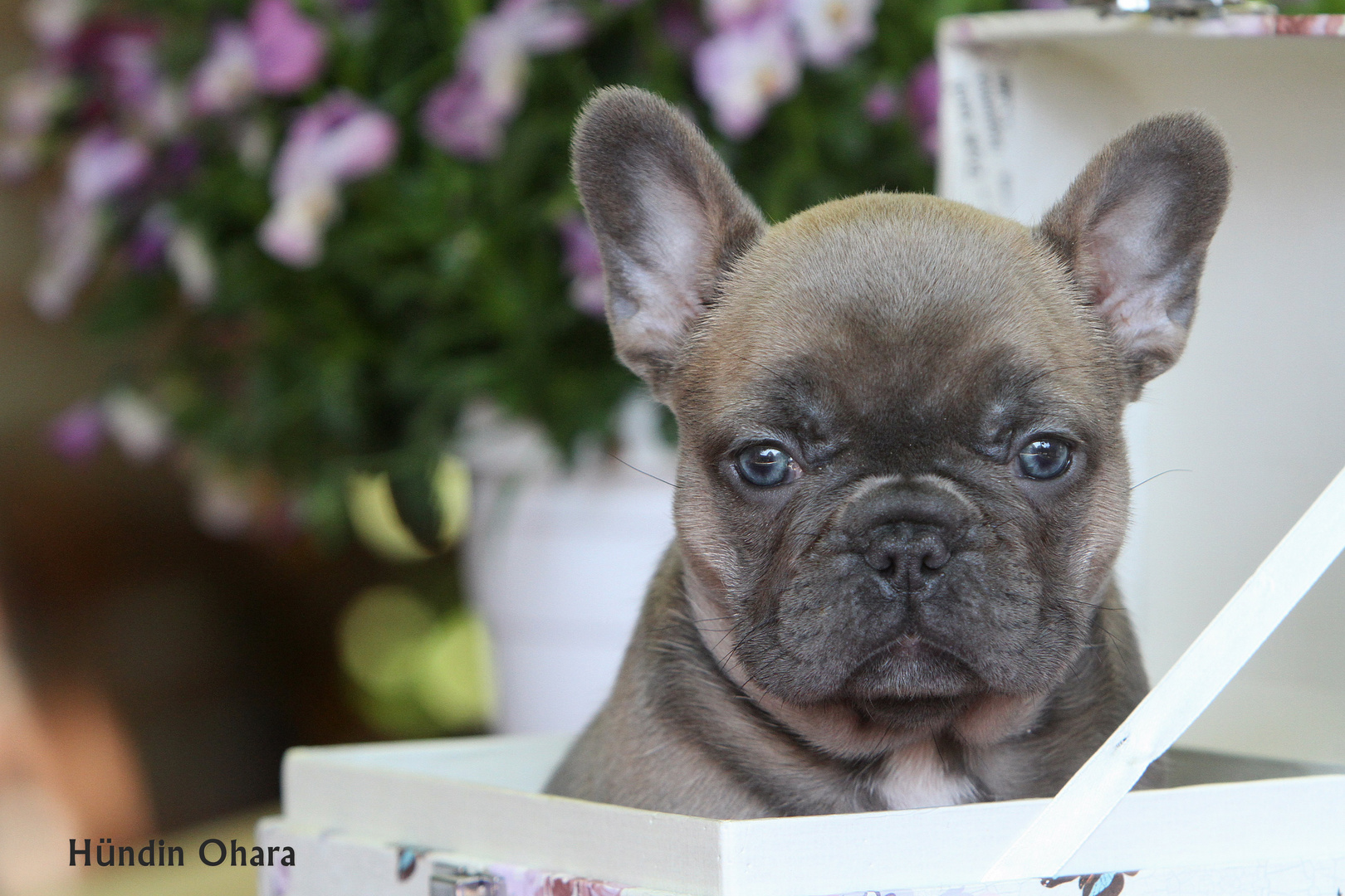 Französische Bulldogge, red-blue-fawn-zobel