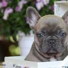 Französische Bulldogge, red-blue-fawn-zobel