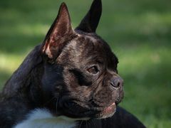 Französische Bulldogge, Rüde