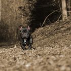 Französische Bulldogge (Sir Monti)