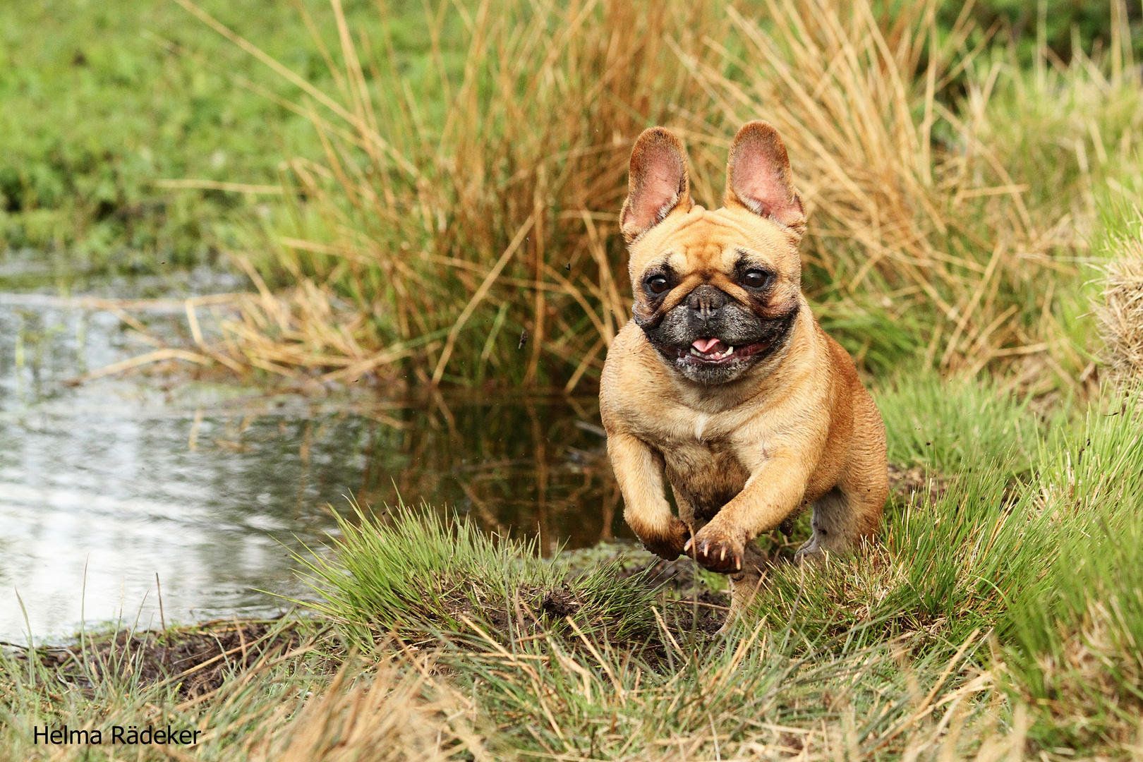 Französische Bulldogge Toffiefee