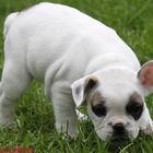 Französische Bulldogge Welpe