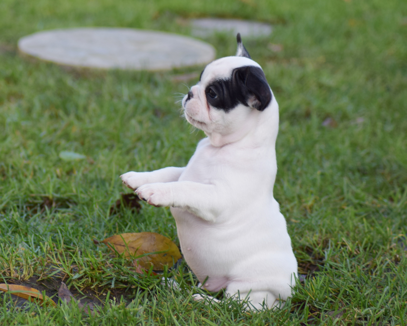 Französische Bulldogge Welpe Nana