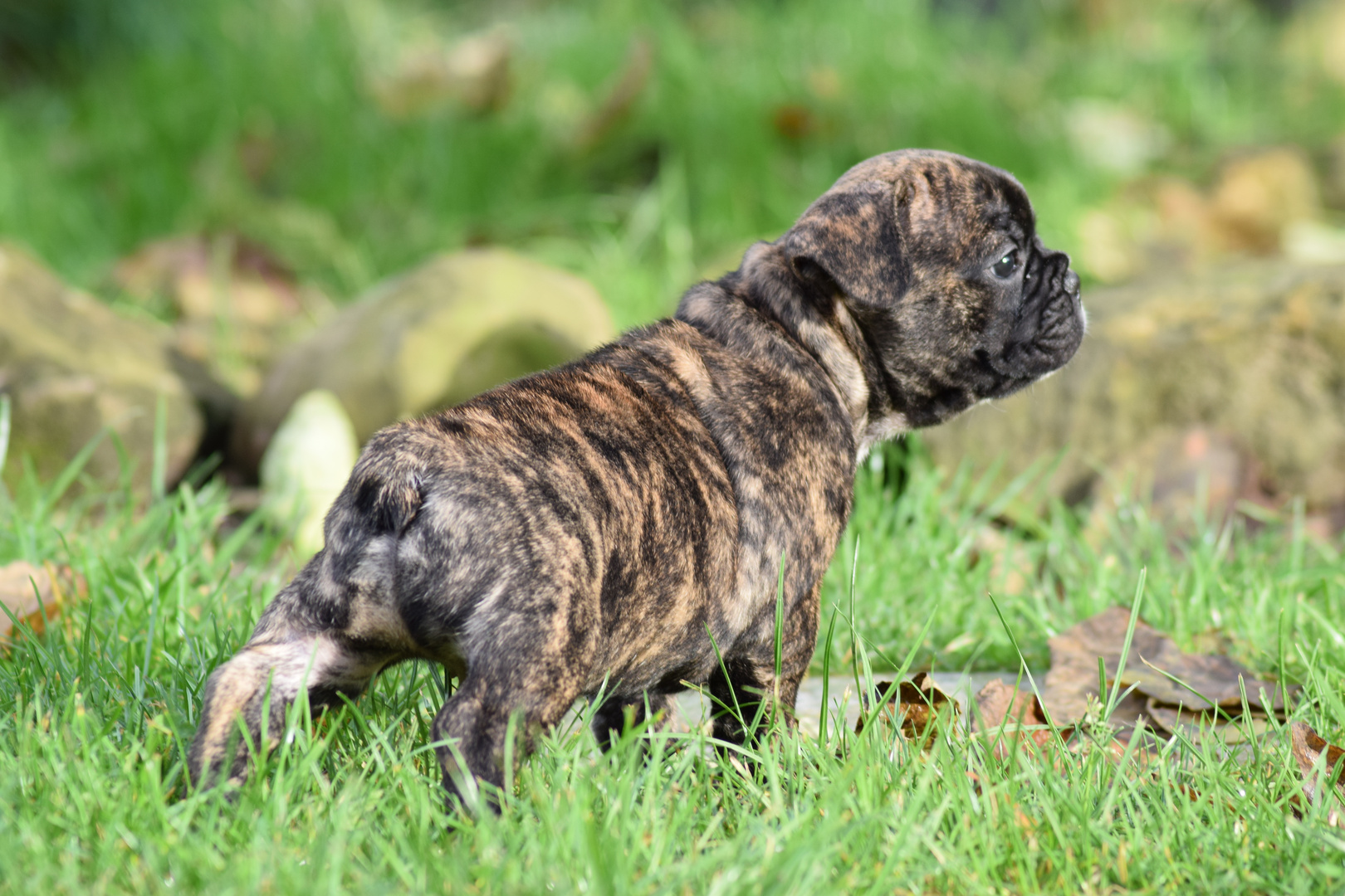 Französische Bulldogge Welpe Newton