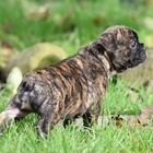 Französische Bulldogge Welpe Newton