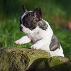 Französische Bulldogge Welpe Neyla