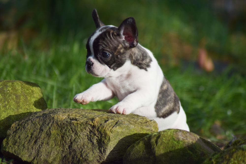 Französische Bulldogge Welpe Neyla Foto & Bild | tiere, haustiere, hunde Bilder auf fotocommunity