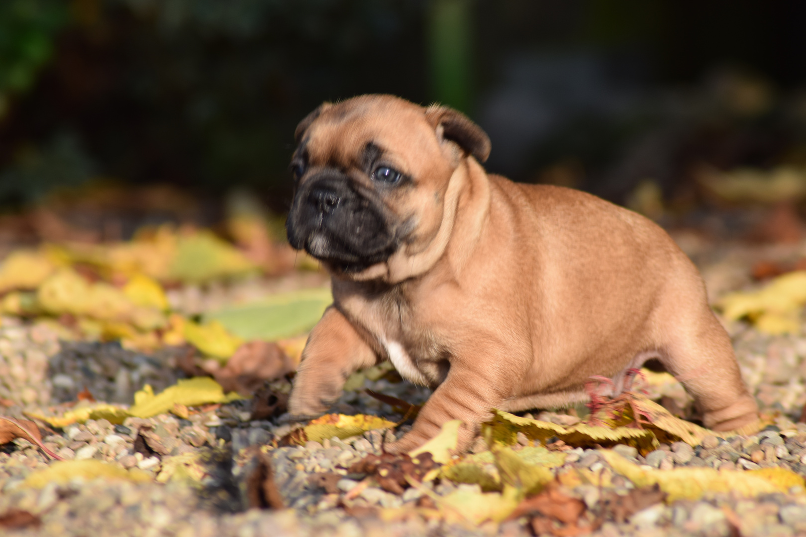 Französische Bulldogge Welpe Oxana