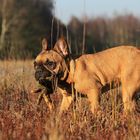 Französische Bulldogge Xenia