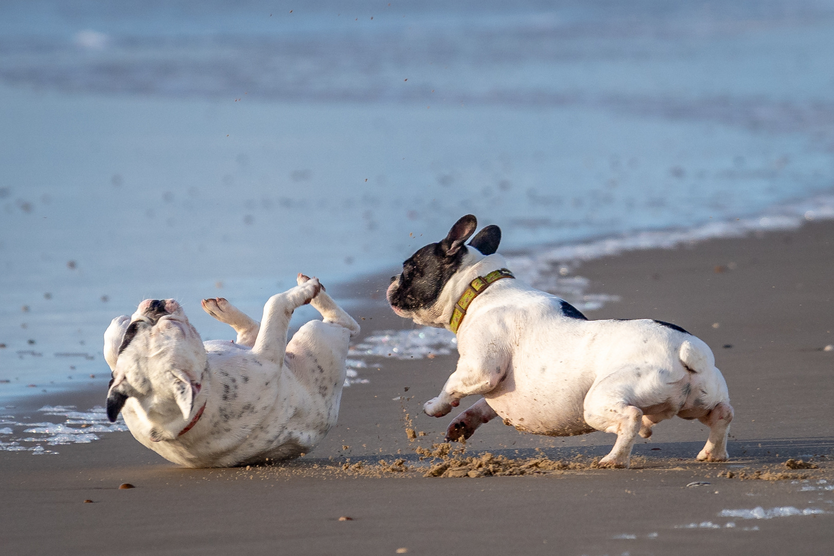 Französische Bulldoggen