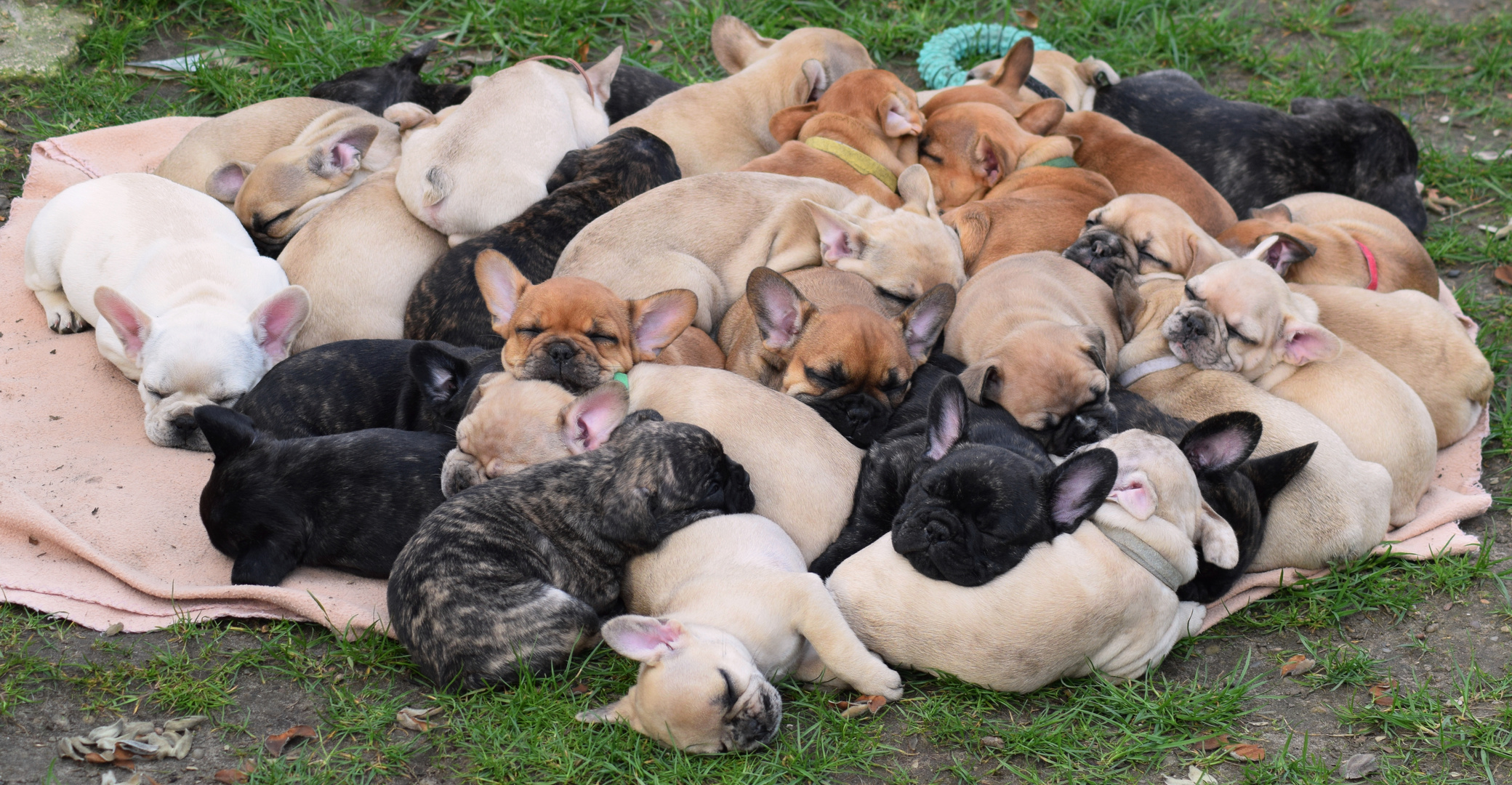 Französische Bulldoggen Haufen 