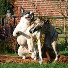 Französische Bulldoggen sind wirklich die Clowns unter den Hunden ! :-)