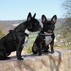 französische Bulldoggen, Wilma und Maia