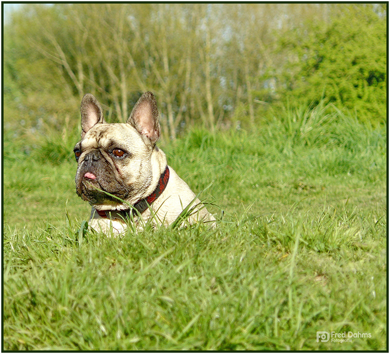 Französische Bullydame, Amy