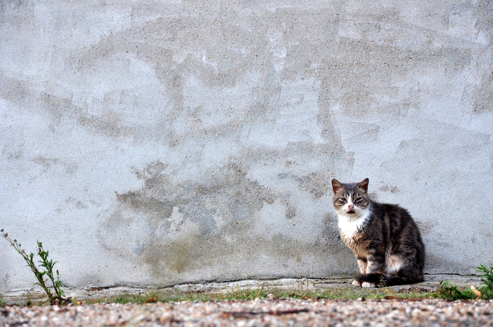 Französische Dorfkatze