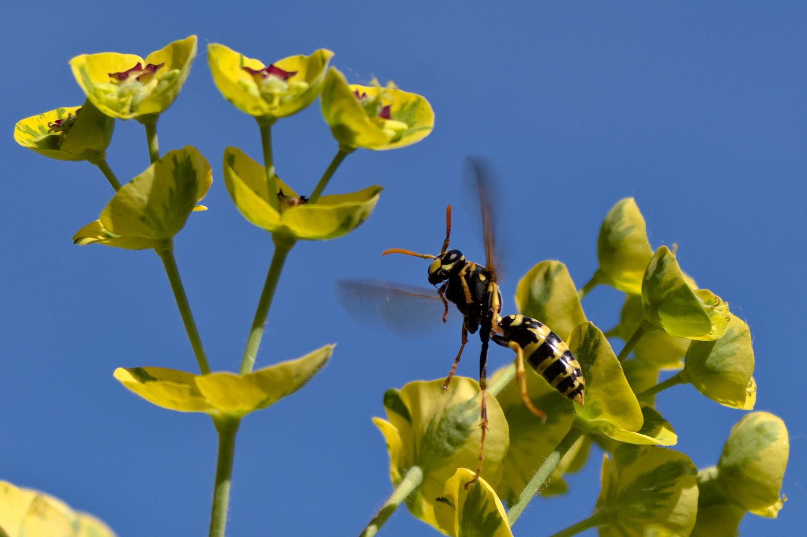 französische  Feldwespe ,Polistes dominula