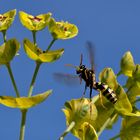 französische  Feldwespe ,Polistes dominula