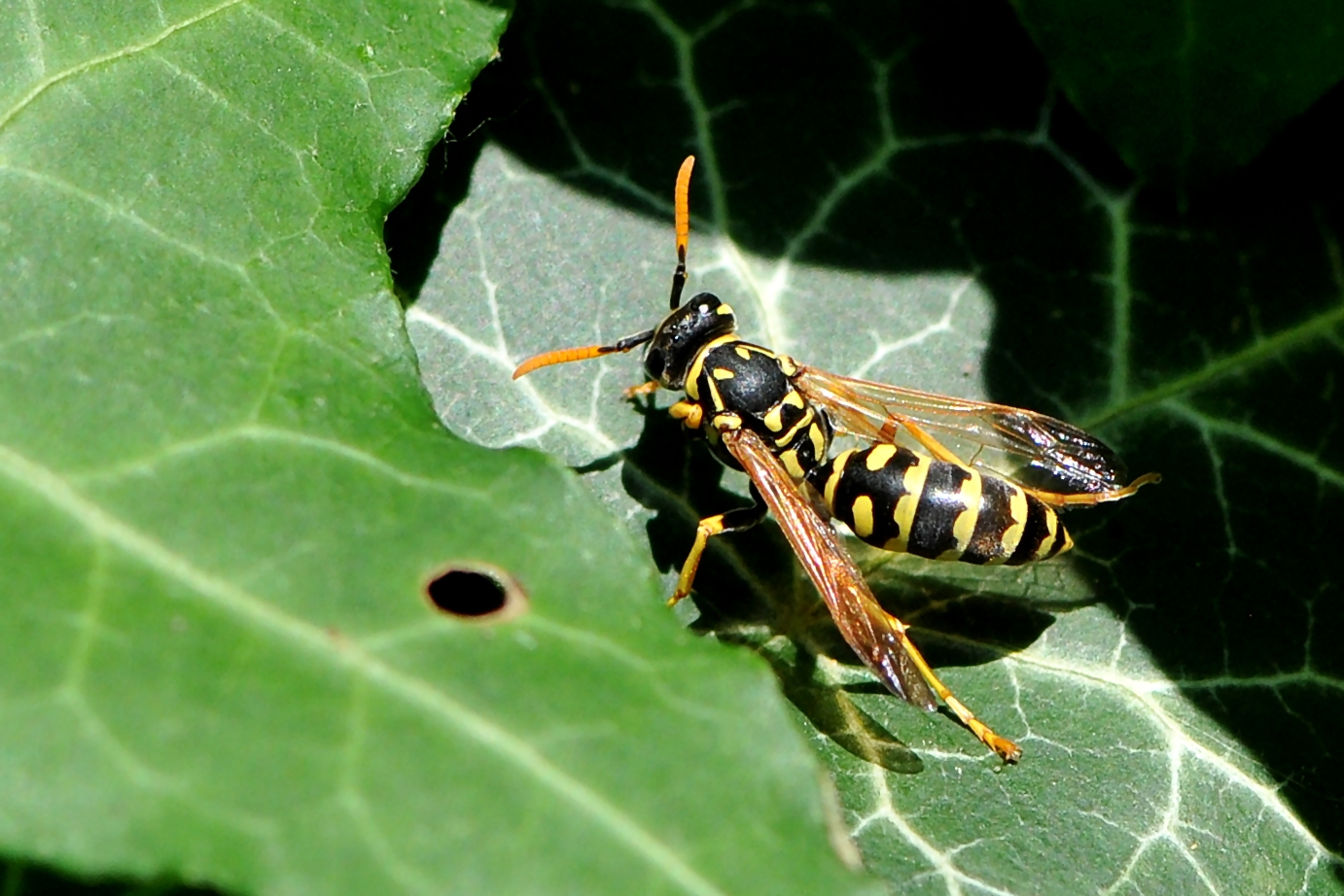 Französische Feldwespe (Polistes dominulus)