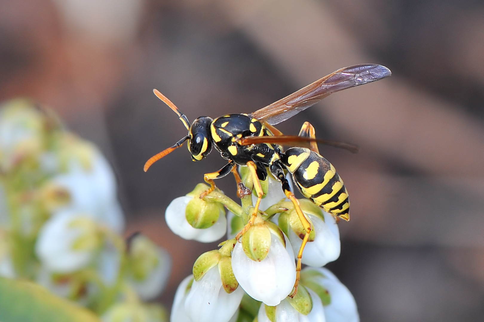 Französische Feldwespe (Polistes dominulus)