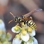 Französische Feldwespe (Polistes dominulus)