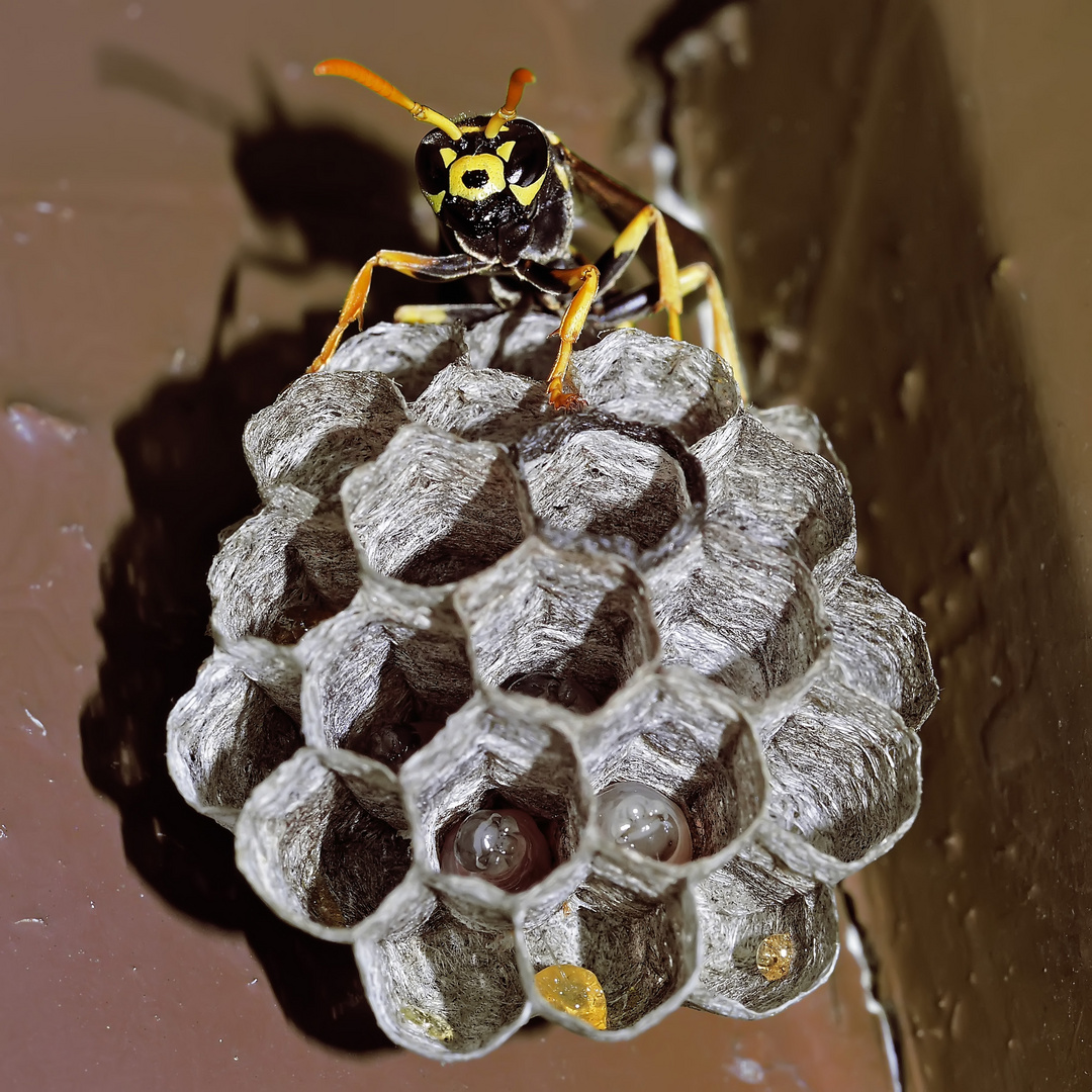 Französische Feldwespe (Polistes dominulus) Jungkönigin ?