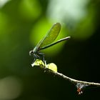 französische Jungfer