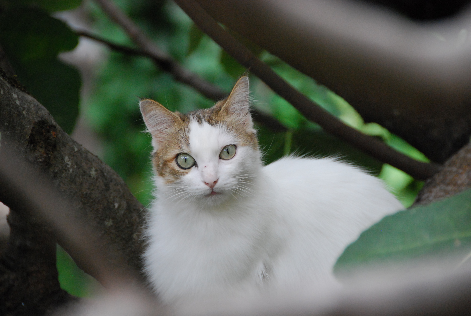 Französische Katze