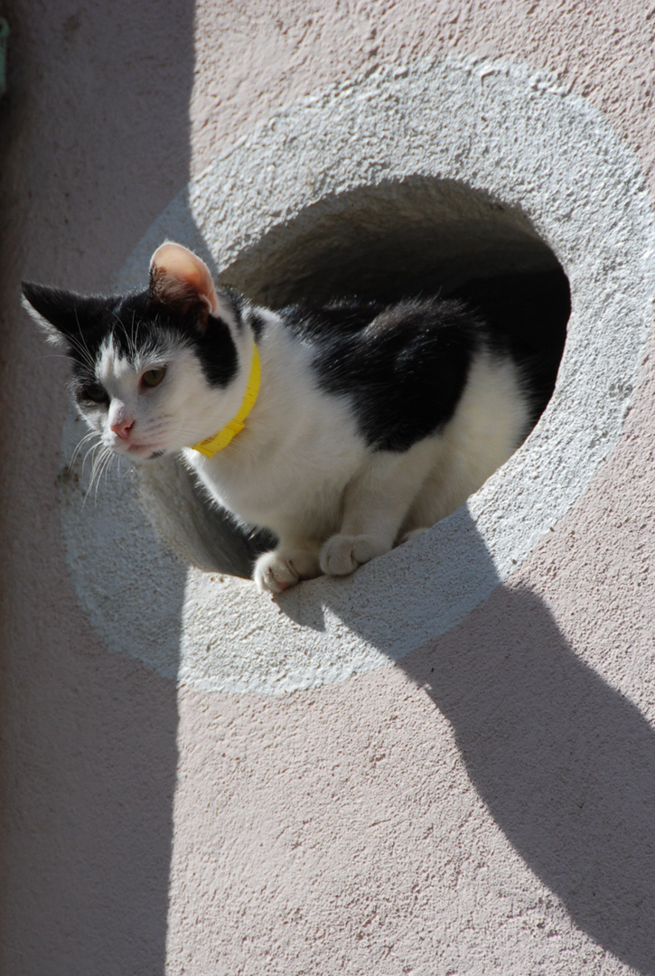 Französische Katze 2