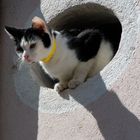 Französische Katze 2