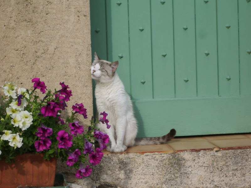 französische katze