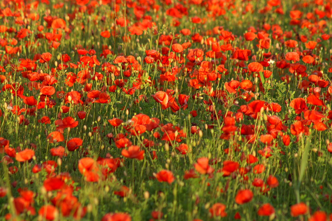 Französische Mohnblumen im Überfluss(feld)