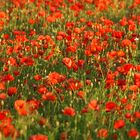 Französische Mohnblumen im Überfluss(feld)