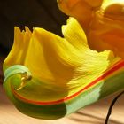 Französische Tulpe 1