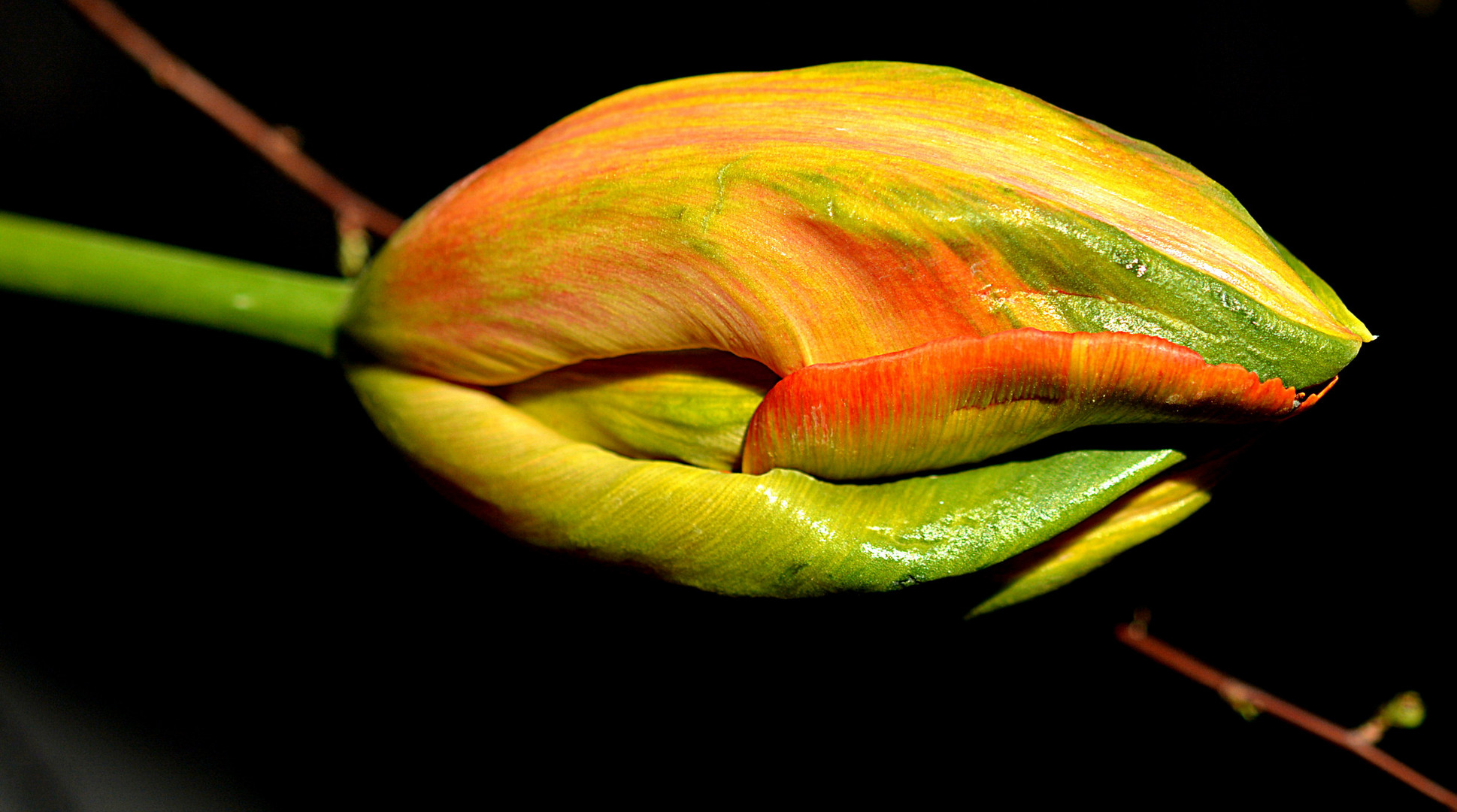 Französische Tulpe (1), noch verschlossen.