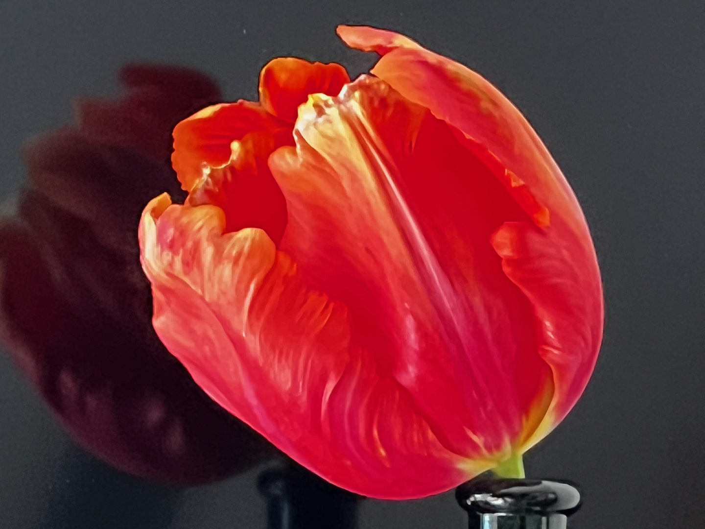 Französische Tulpe